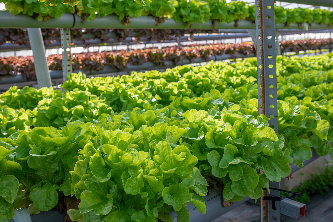 Blick von oben auf üppige, frische, grüne Salatblätter, die auf einem Hydrokultur-Tisch in einem landwirtschaftlichen Gewächshaus wachsen