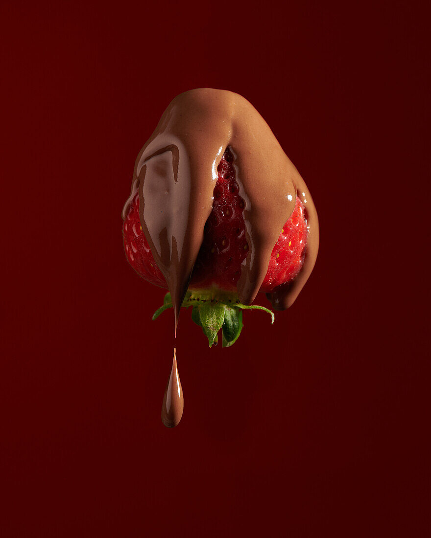Appetitanregende frische süße Erdbeere mit flüssiger Milchschokolade überzogen vor braunem Hintergrund im Studio