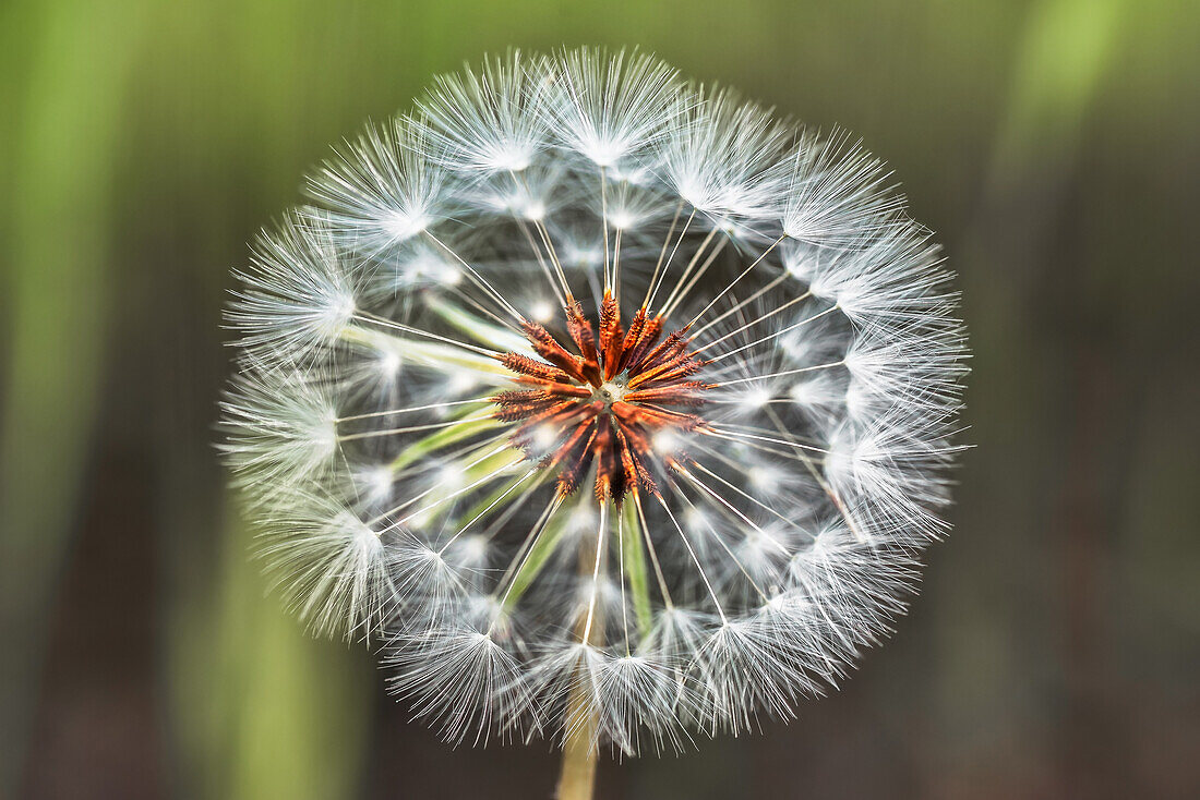 Closeup of wild dandelion with white round seed head growing on stem in forest on summer day against blurred background
