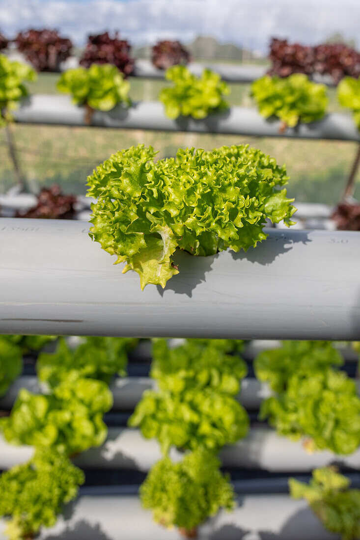 Blick von oben auf üppige, frische, grüne Salatblätter, die auf einem Hydrokultur-Tisch in einem landwirtschaftlichen Gewächshaus wachsen