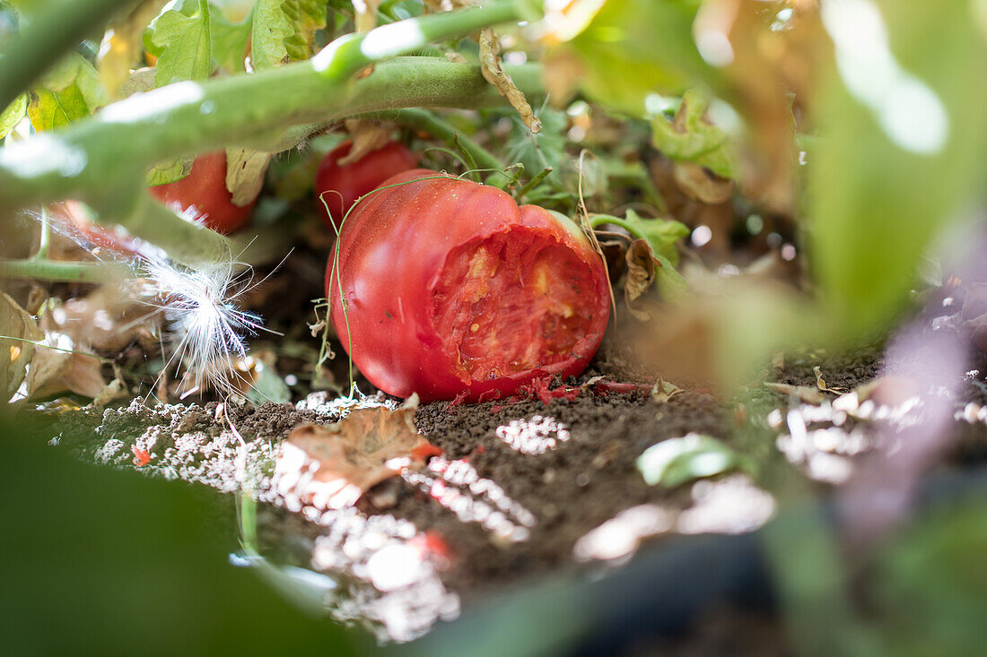 Ebenerdige, reife, angebissene Tomate in einem üppigen Sommergarten auf dem Lande