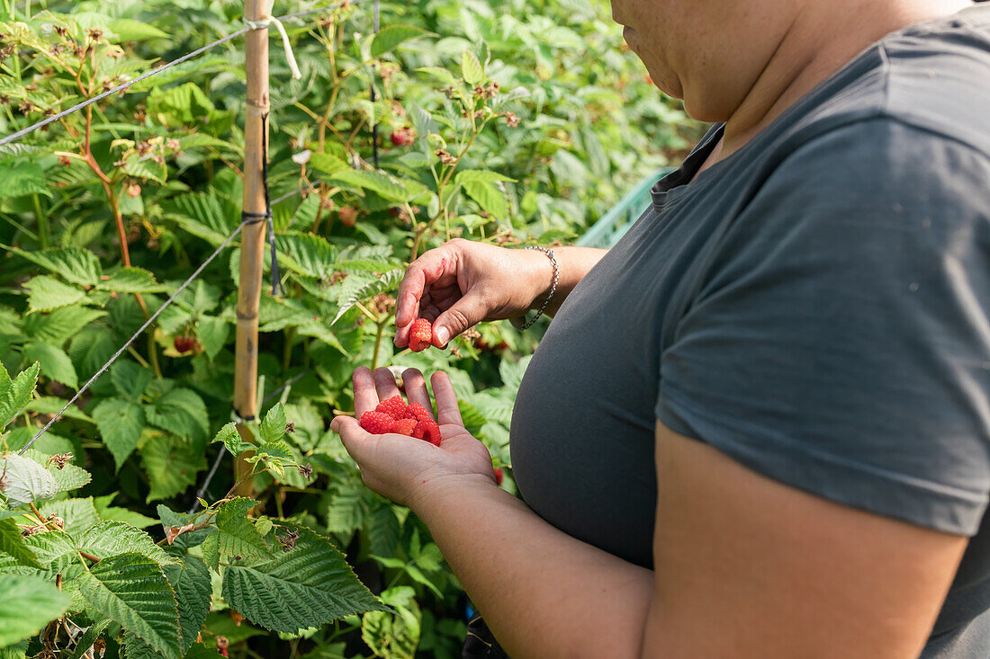 Crop adult female farmer standing in greenhouse and collecting ripe raspberries from bushes during harvesting process