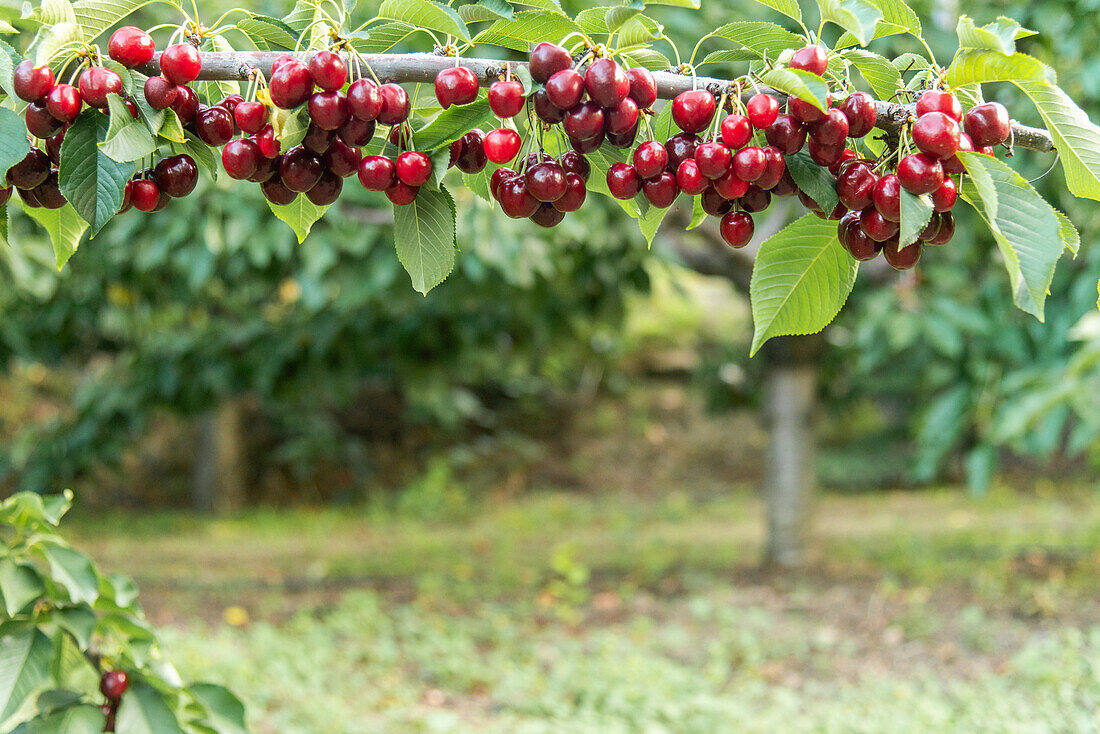 Ein Strauß frischer, reifer und schmackhafter roter Kirschen auf einem Baumzweig mit grünen Blättern für die Ernte im Obstgarten