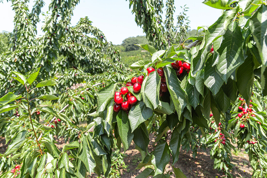 Bunch of fresh ripe and tasty red cherries on tree branch with green leaves for harvest in fruit garden