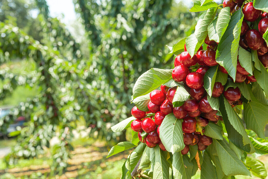 Ein Strauß frischer, reifer und schmackhafter roter Kirschen auf einem Baumzweig mit grünen Blättern für die Ernte im Obstgarten