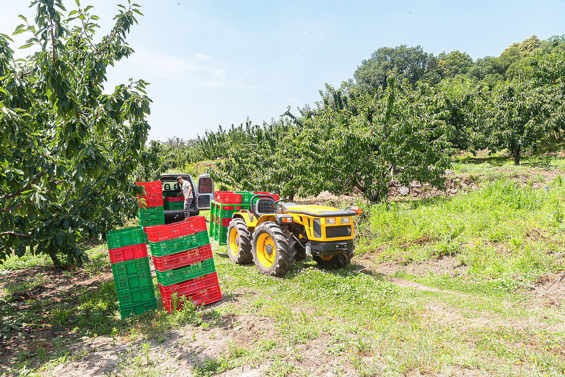 Unbekannter Landwirt steht an einem Lieferwagen mit Traktor, der einen bunten Plastikkorb trägt, der während der Kirschenernte an einem sonnigen Tag auf einer Wiese geparkt ist