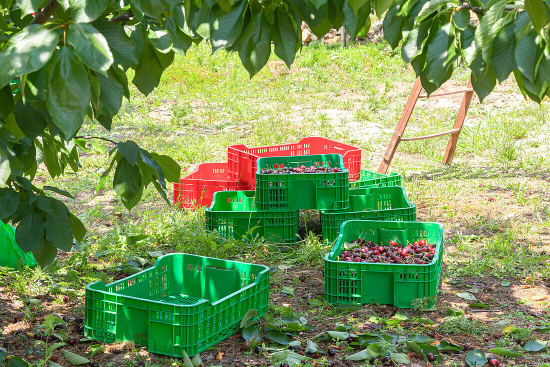 Plastikkisten mit reifen, schmackhaften Kirschen während der Ernte im Garten an einem sonnigen Tag neben einer Holztreppe