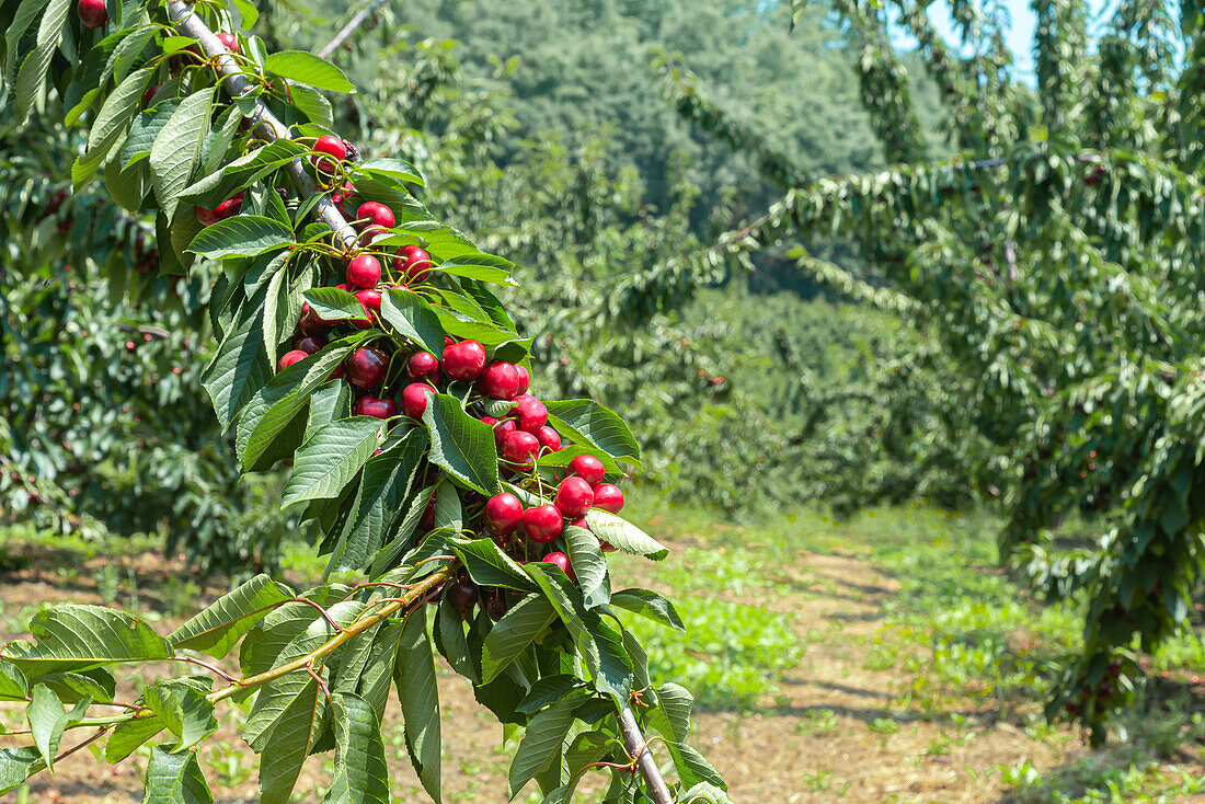 Ein Strauß frischer, reifer und schmackhafter roter Kirschen auf einem Baumzweig mit grünen Blättern für die Ernte im Obstgarten