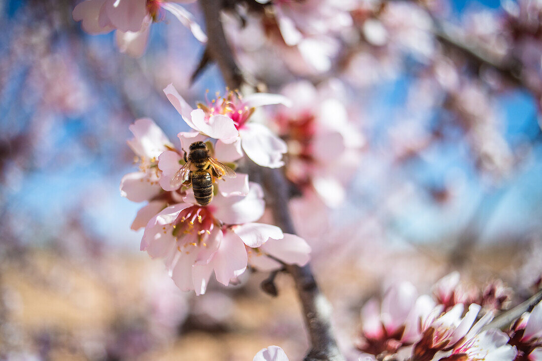 Fleißige Biene nippt an süßem Nektar auf einer zartrosa Blüte, die an einem blühenden Mandelbaum im Frühlingsgarten wächst, an einem sonnigen Tag