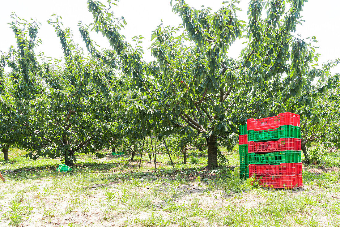 Ein Stapel roter und grüner Erntekörbe aus Plastik über Gräsern auf einem Kirschbaumacker an einem sonnigen Tag auf dem Lande