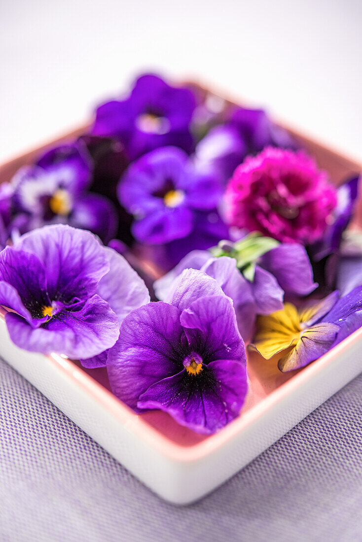 Purple pansies