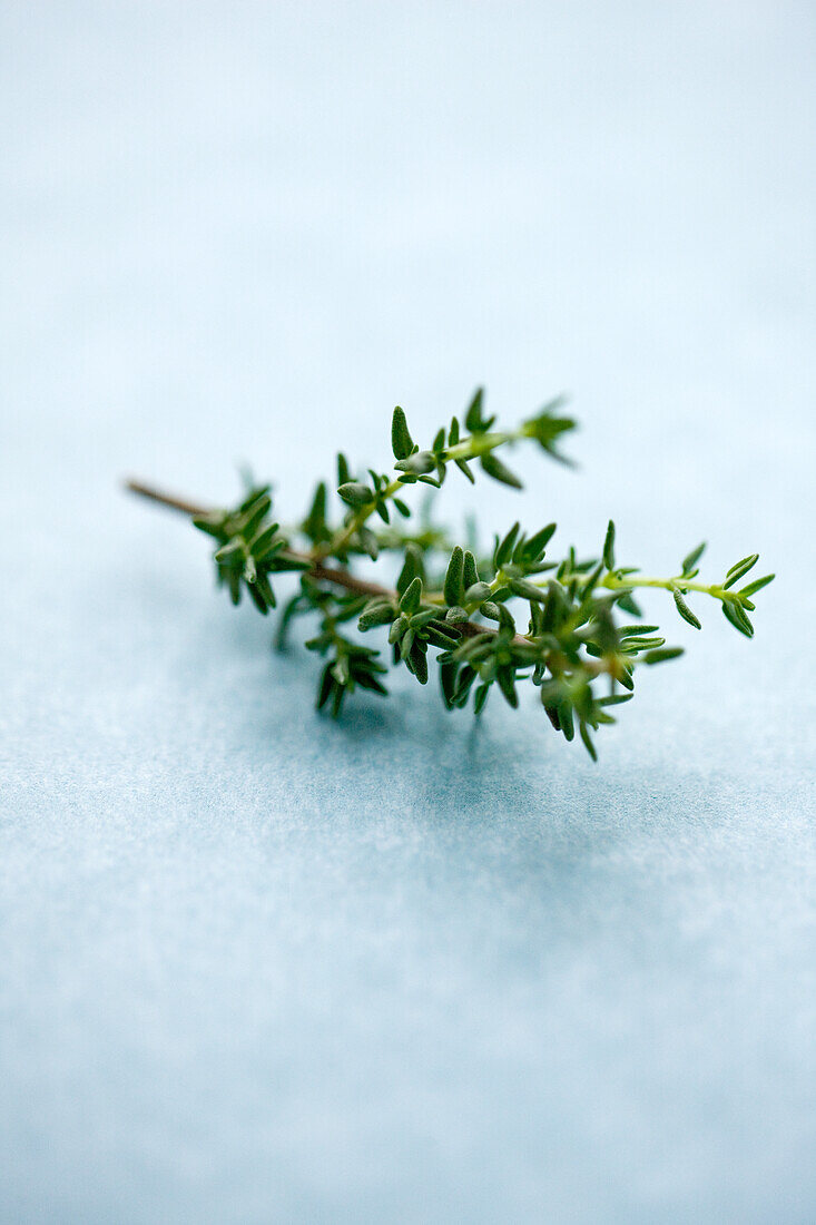 Fresh thyme on a light blue background