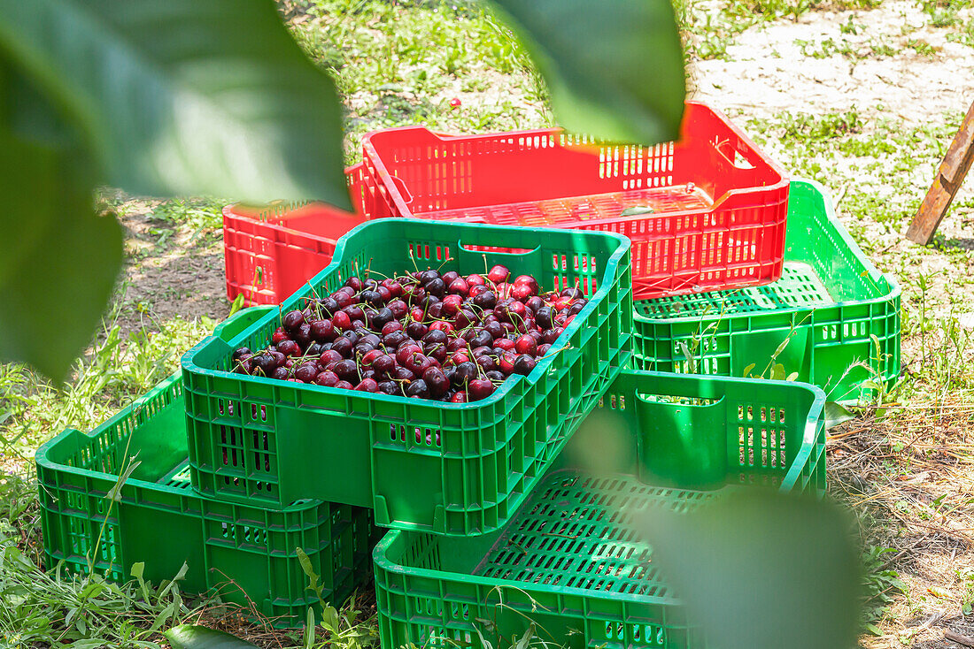 Plastikkisten mit reifen, schmackhaften Kirschen bei der Ernte im Garten an einem sonnigen Tag