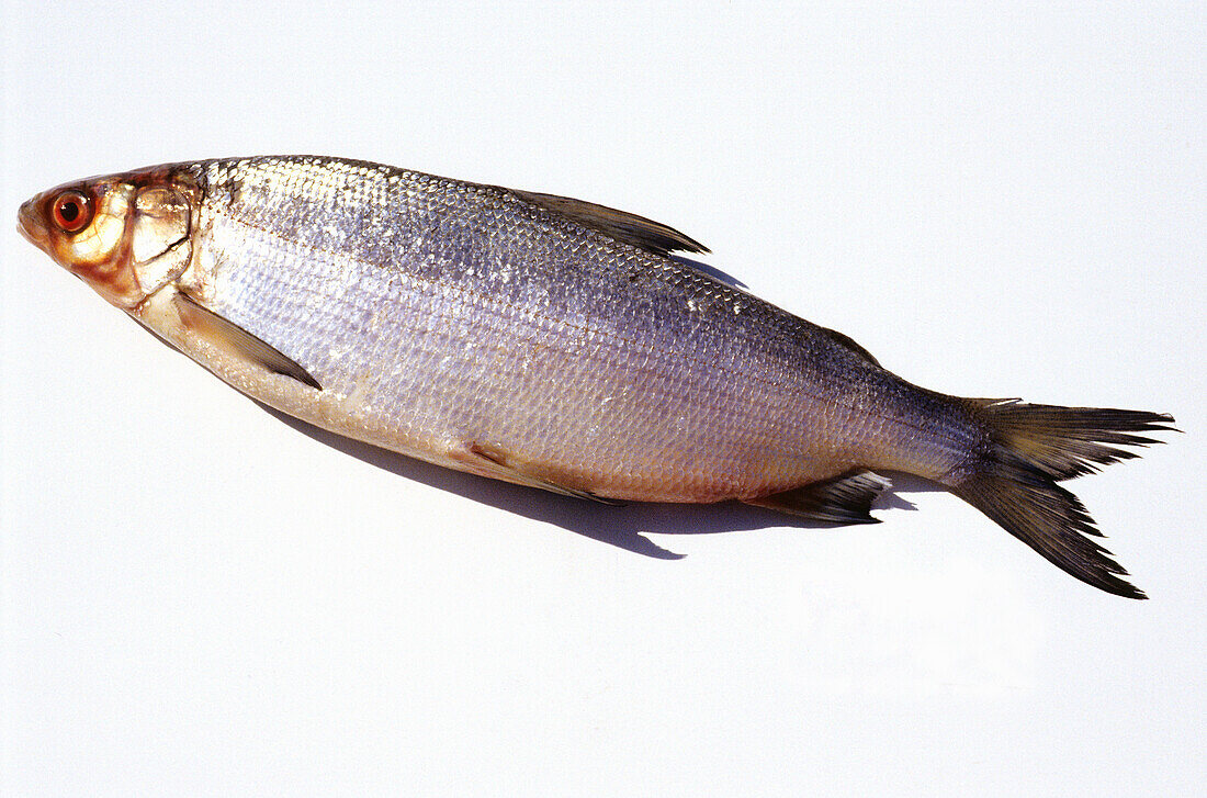 Whole raw whitefish on a white background