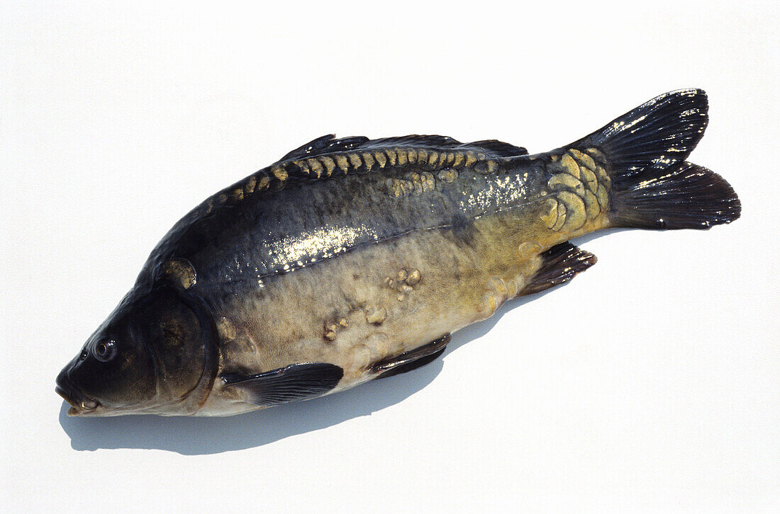 Whole raw carp on a white background