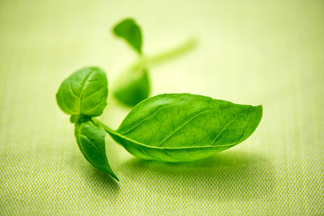 Fresh basil leaves