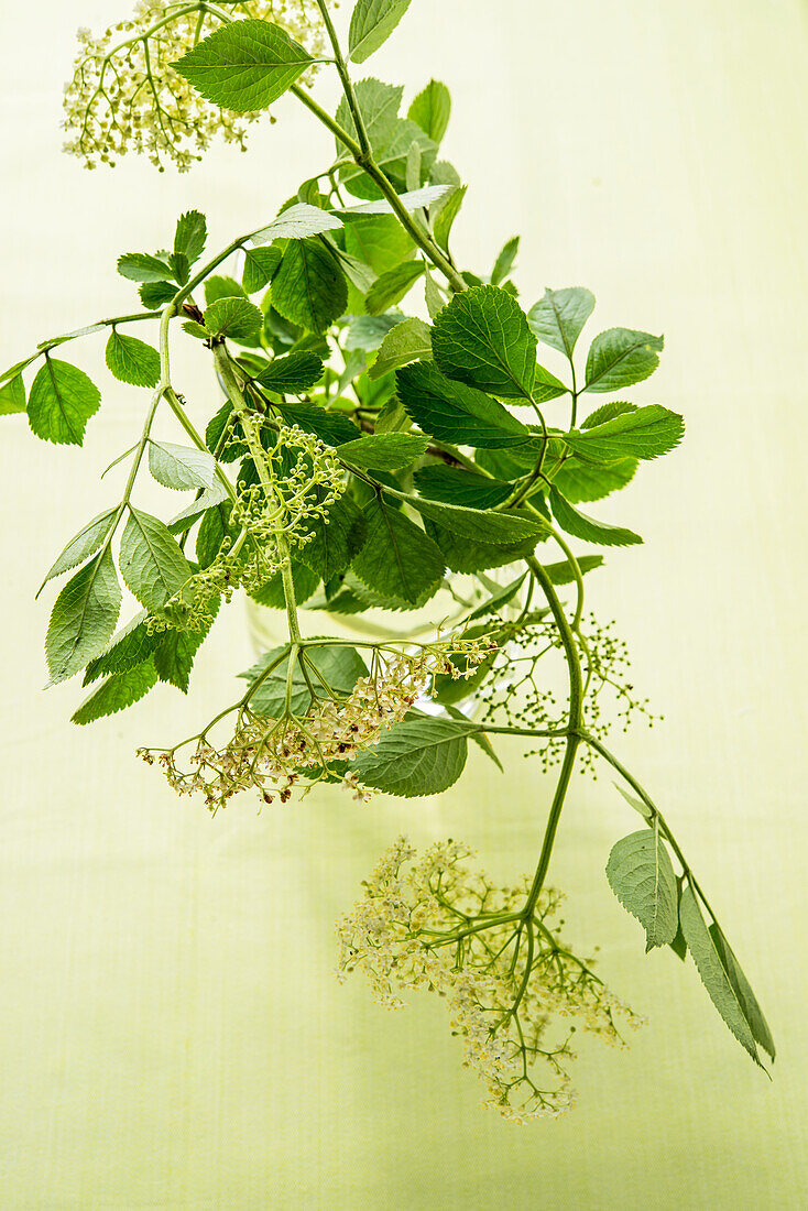 Elderflower branch on a light background