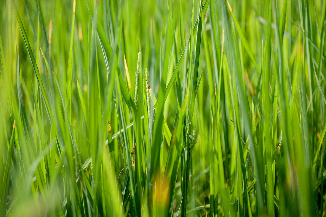 Nahaufnahme von frischem grünen Gras