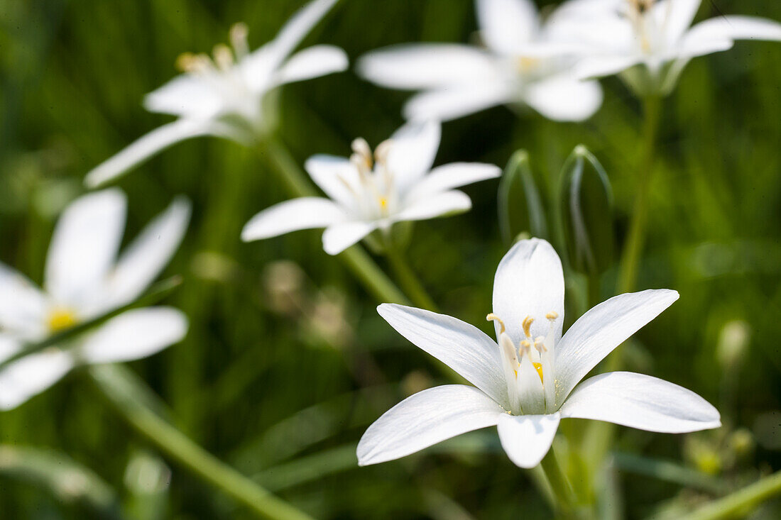 Weiße Sternhyazinthe (Ornithogalum)