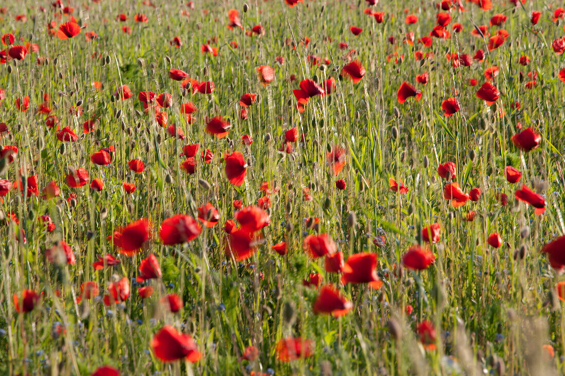 Mohnblumenwiese im Sommer