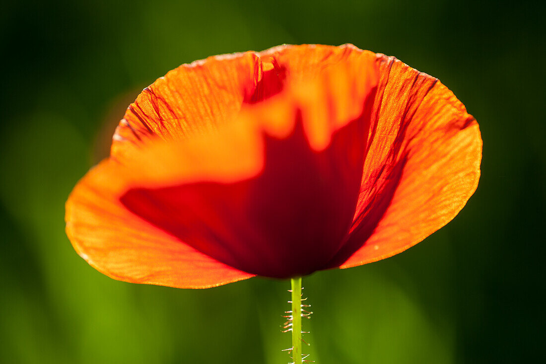 Klatschmohn (Papaver rhoeas) in voller Blüte