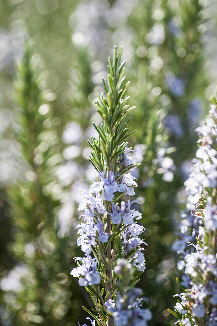 Rosmarin (Rosmarinus officinalis) mit blauen Blüten im Garten