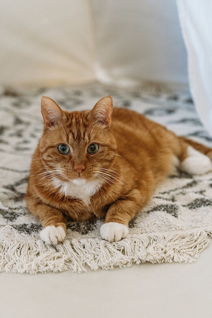 Roter Kater auf gemustertem Teppich