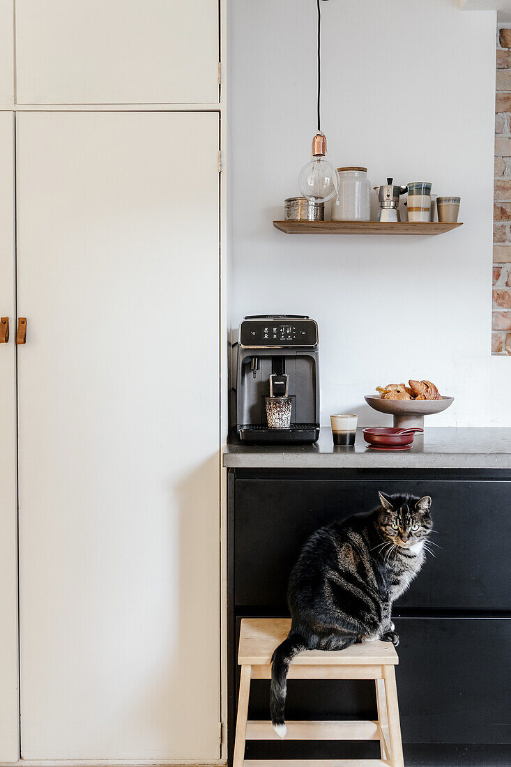 Kitchen with espresso machine, shelf and cat on stool