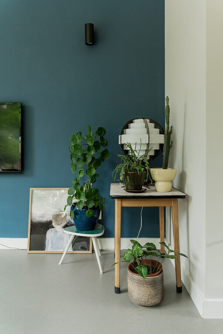 Small table with houseplants, blue accent wall