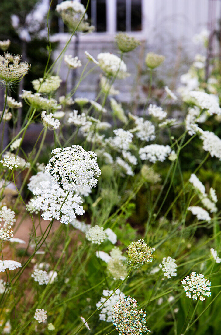 Wild carrot in the summer garden