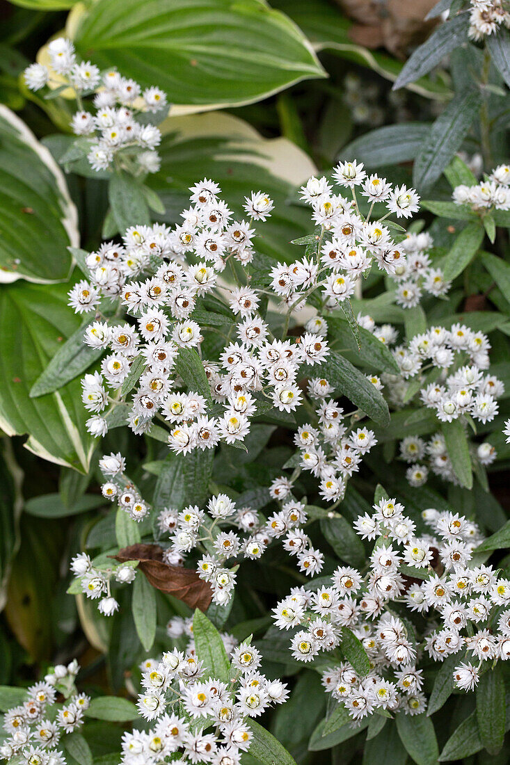 Perlkörbchen (Anaphalis) blühend im Garten