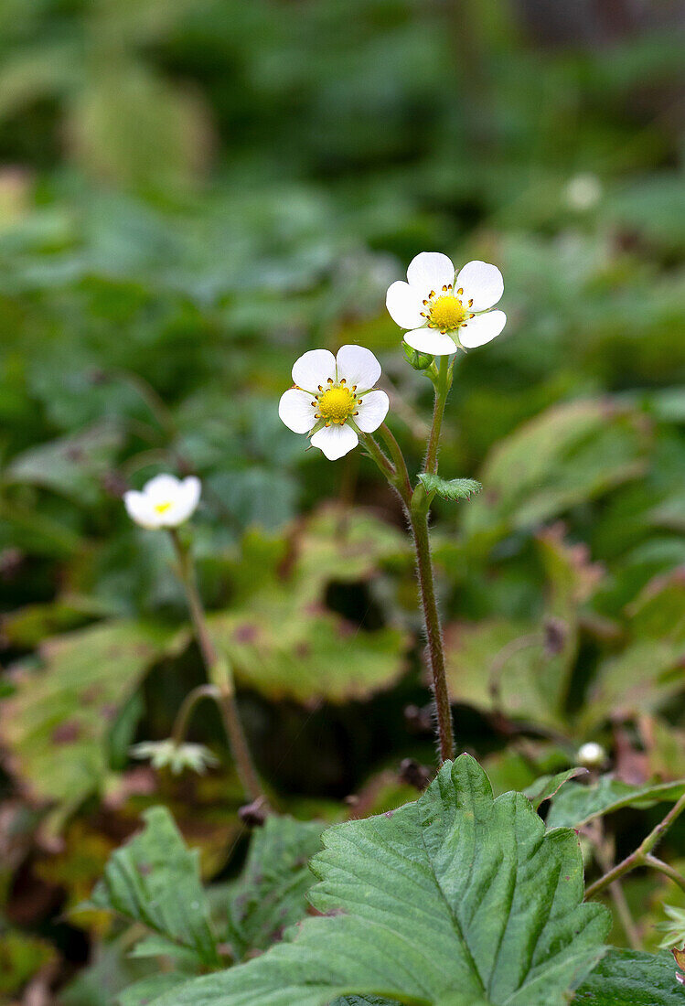 Weiße Blüten der Walderdbeere (Fragaria)