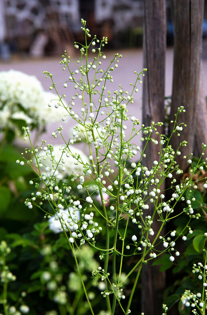 Thalictrum delavayi 'Splendide White' with white flowers in the garden