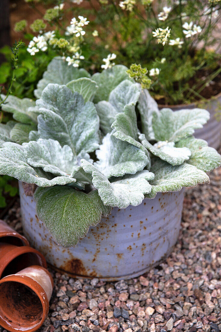 Silberblatt Salbei (Salvia argentea) in einem Pflanztopf auf Kiesweg