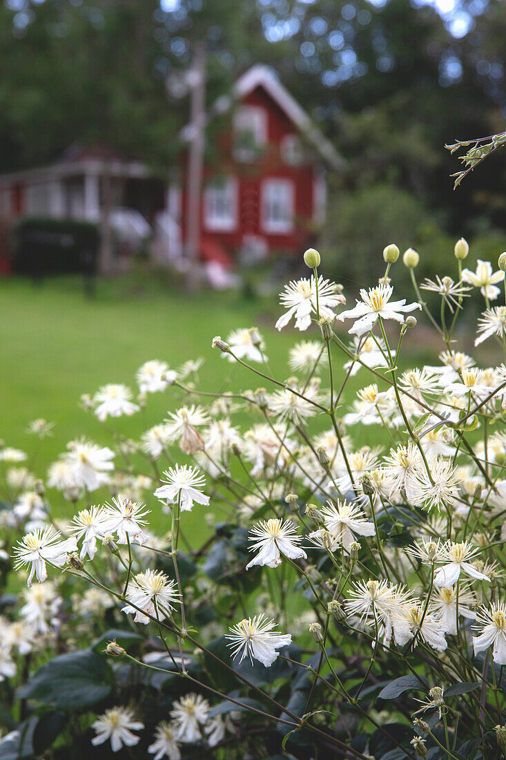 Klematis 'Summer Snow' (Clematis), rotes Landhaus im Hintergrund