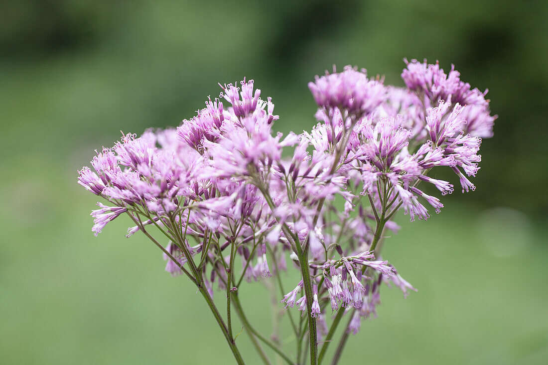 Wasserdost im Sommergarten (Eupatorium), blühend im Garten