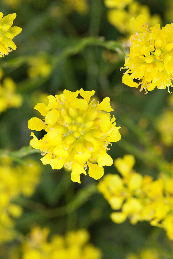 Rapsblüte (Brassica napus) im Garten auf der Île de Ré, Nouvelle-Aquitaine, Frankreich