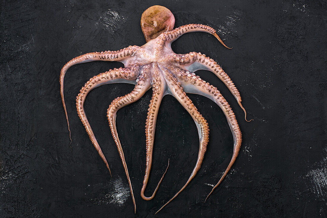 Roher Oktopus auf schwarzem Hintergrund