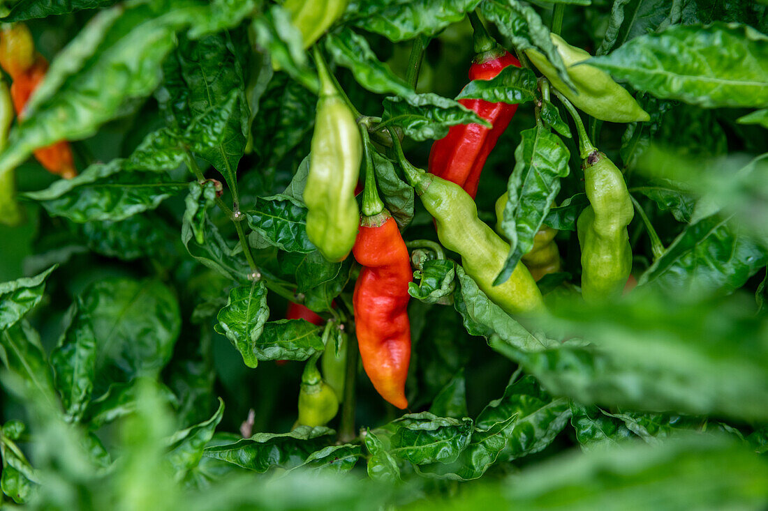 Peppers from Trinidad and Tobago