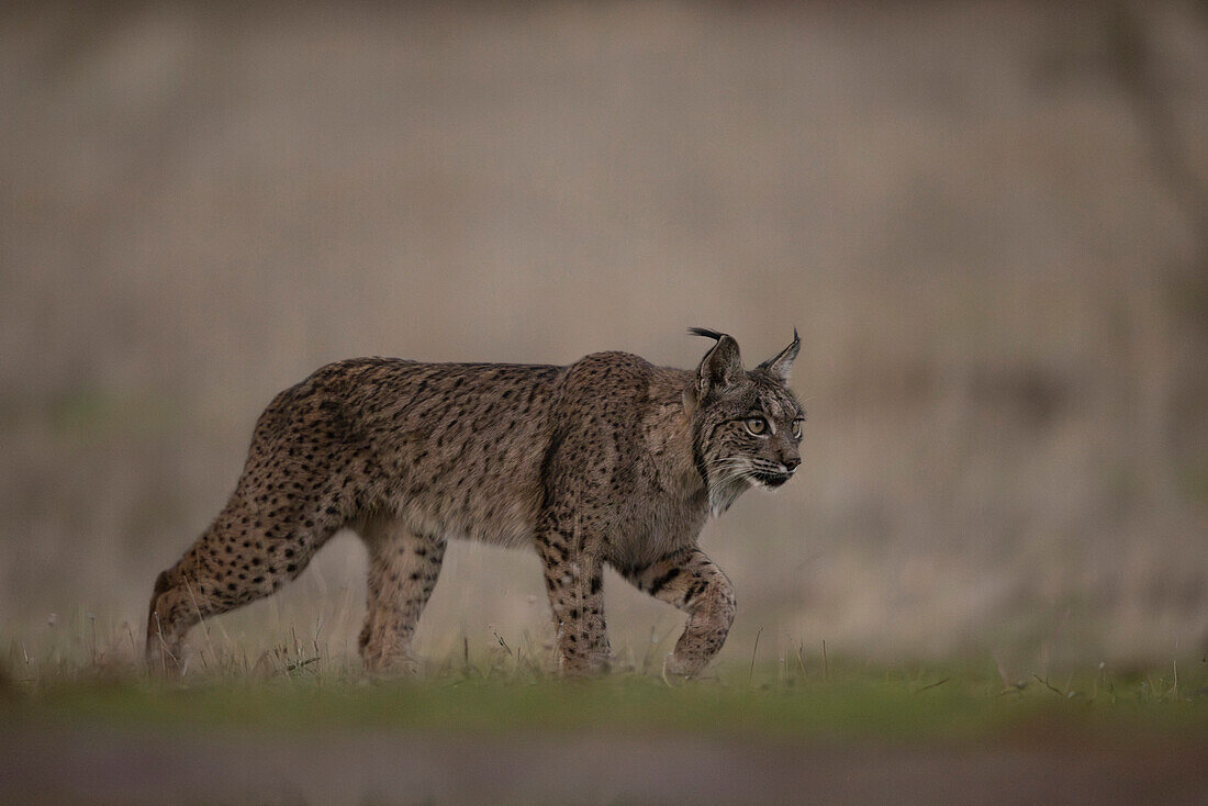 Iberian Lynx, (Lynx pardinus), Castille, Spain