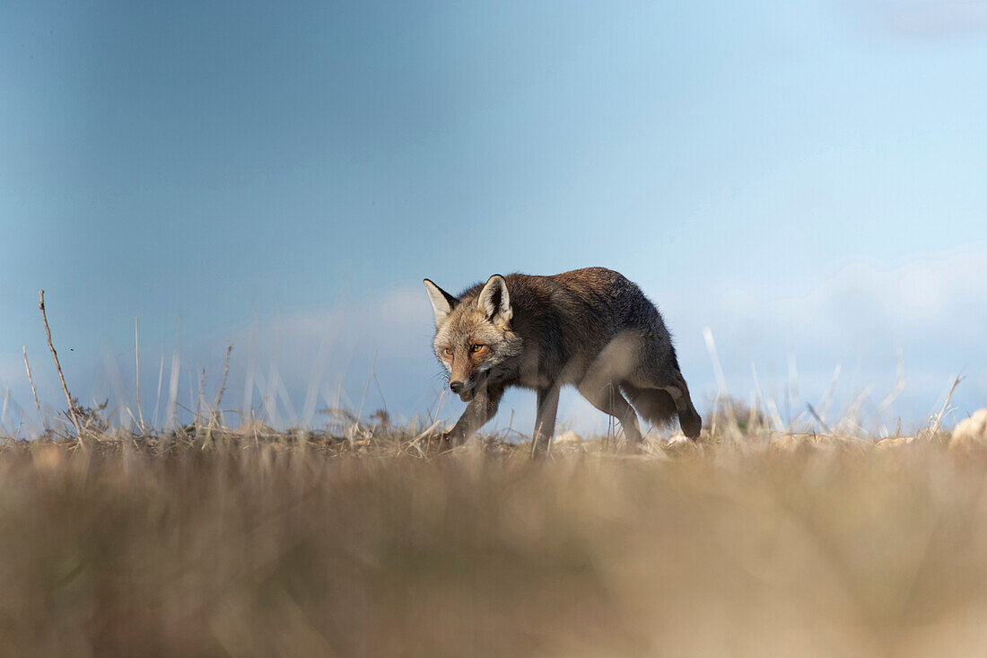 Red fox hunting in the morning, Spain