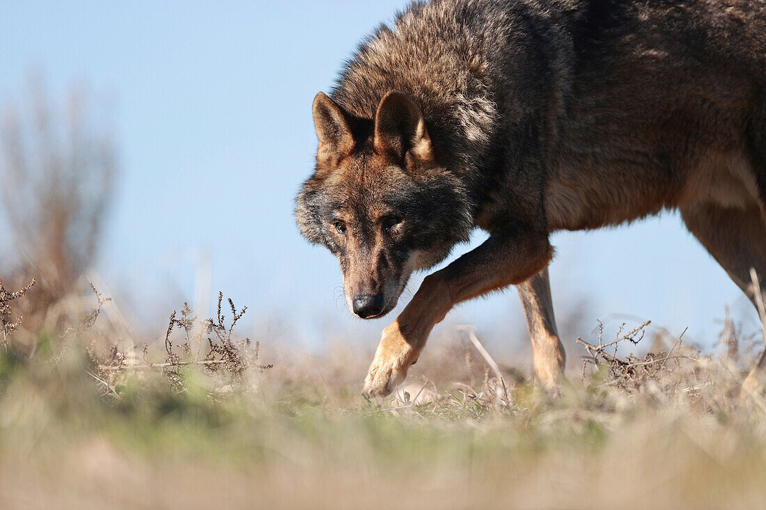 Iberian wolf in the Castilian steppe, Spain