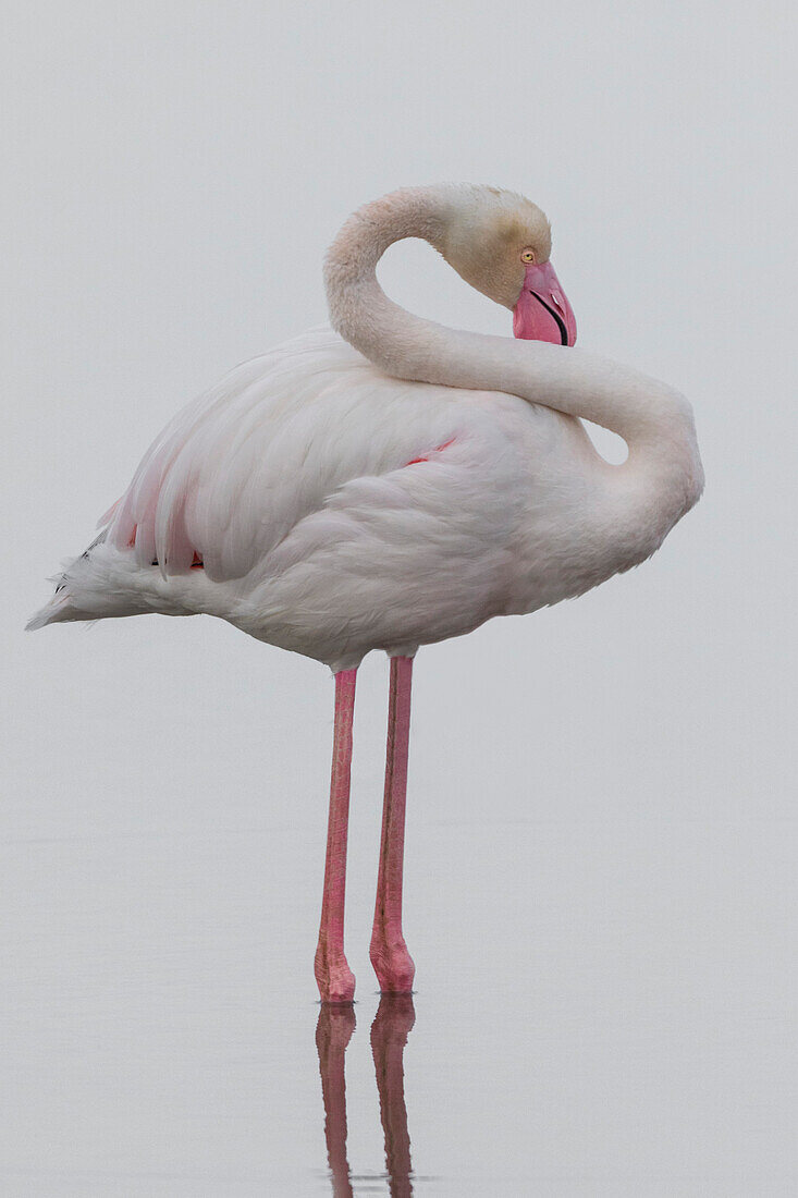 Rosa Flamingos, Ebro-Delta, Tarragona, Spanien