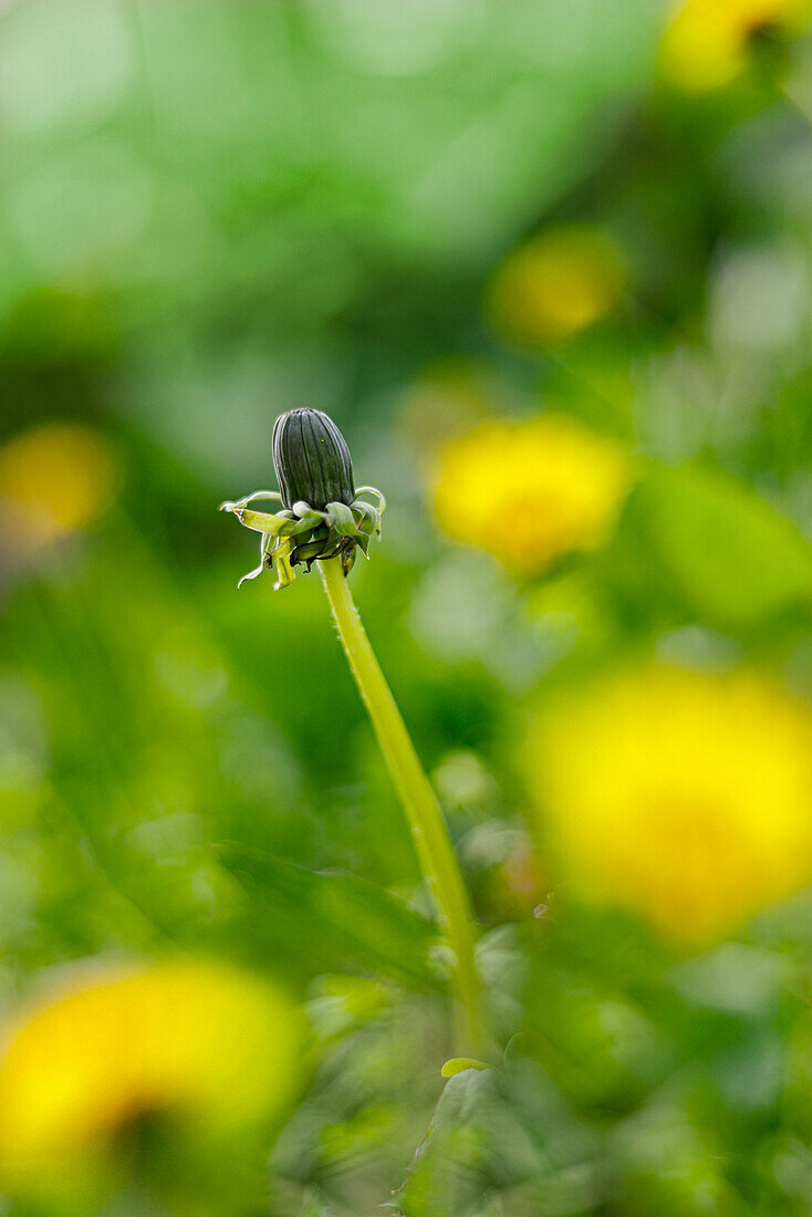 Löwenzahnknospe (Taraxacum) umgeben von gelben Blüten