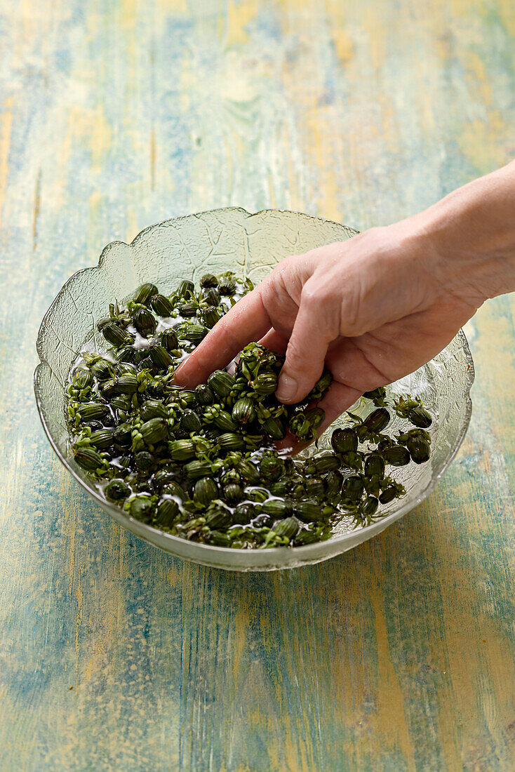 Preparing dandelion capers; washing dandelion buds