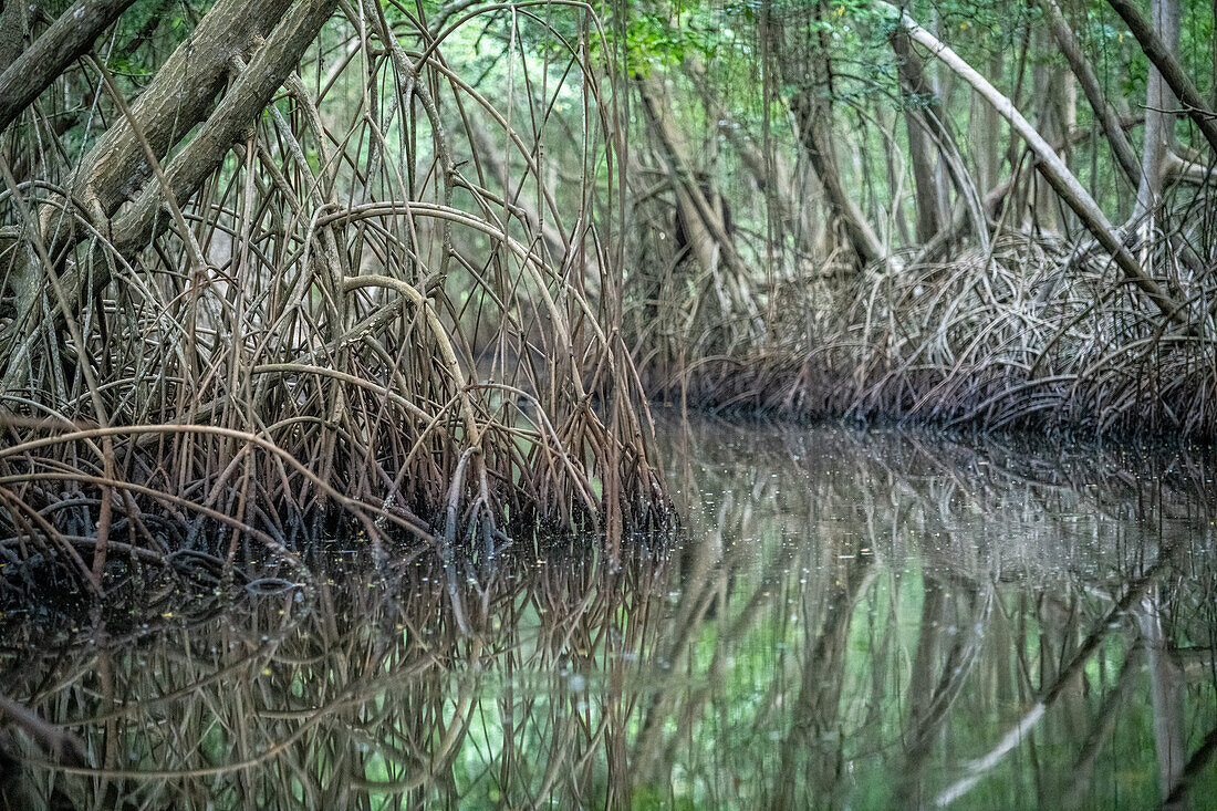 Mangrovenbaum im Caroni-Sumpf. Trinidad und Tobago