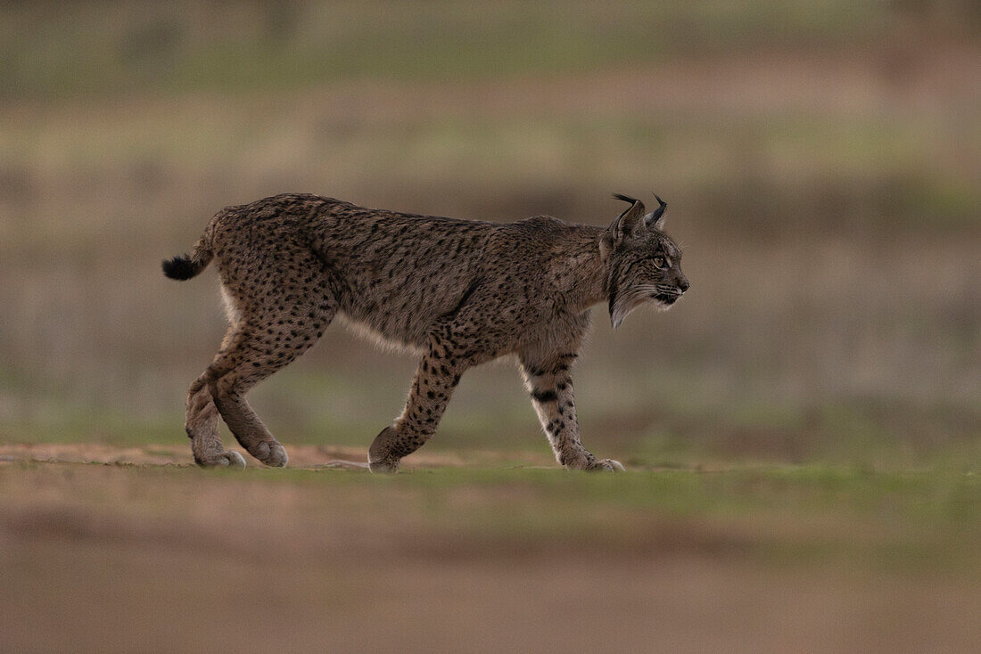 Iberian Lynx, (Lynx pardinus), Castille, Spain