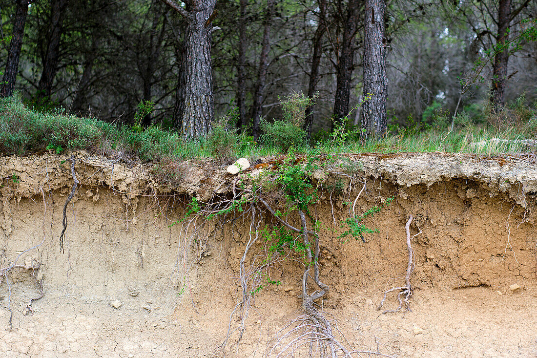 Cutaway with layers of a fertile soil with roots and trunks. Yesa reservoir. Aragon, Spain, Europe.