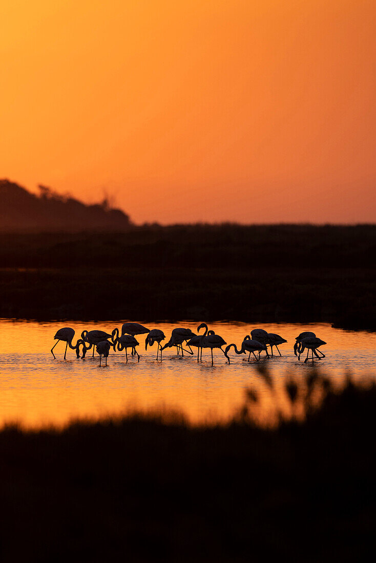 Flamingos (Phoenicopterus roseus) at sunset in Ebro Delta, Spain