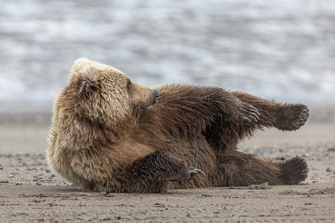 Grizzly bear (Ursus arctos horribilis) playing on the beach, Lake Clark,Alaska, USA